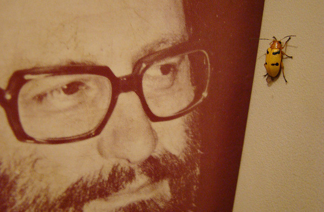 Umberto Eco strappo